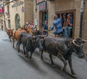 Ander Bezares (Errioxa): «No es el primer año que muere una vaca en encierros en Laguardia»