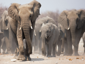 Mujeres en la ciencia | De los susurros de los elefantes a la investigación de la dislexia