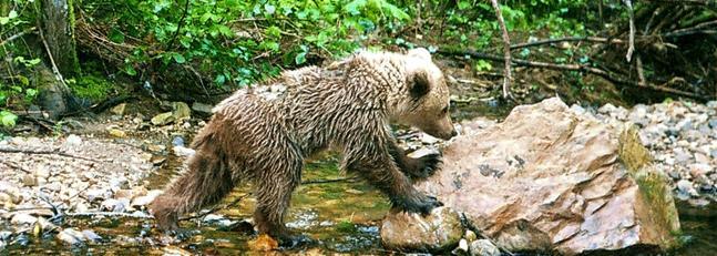 La población de oso pardo en la cornisa cantábrica cuenta con una buena salud