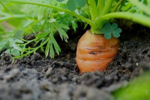 Agroecología | «Hay que ayudar a esos pequeños productores que apuestan más por la sostenibilidad, por la diversidad y por la calidad»