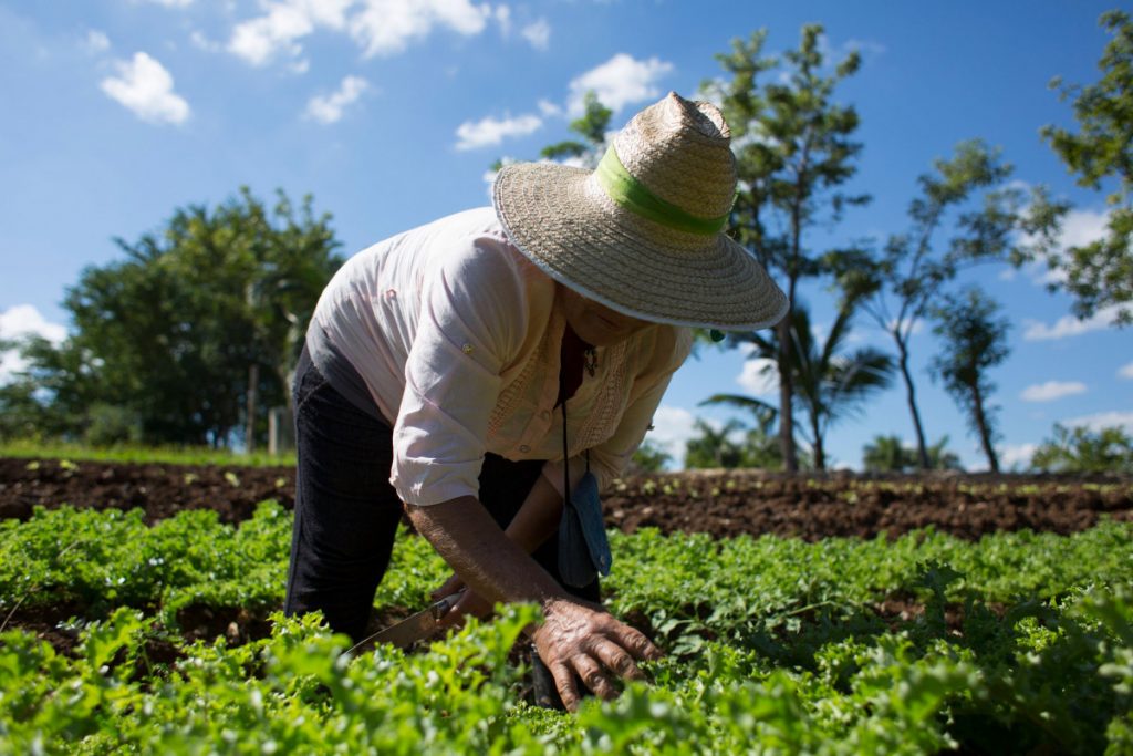 Agroecología | «La agricultura industrializada lo único que busca es un éxito económico-capitalista por encima del resto de valores»