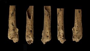 Zientzia | Gizakien lehenengo ebakuntzaren aztarnak eta genero oreka ikerketa taldeetan