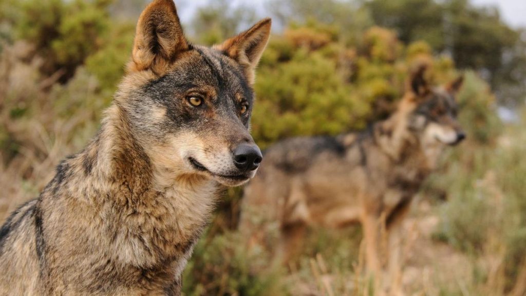 “El lobo debería estar en el Catálogo Vasco de Especies Amenazadas, en la categoría de ‘en peligro de extinción'”