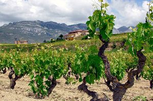 Bionekazaritza | Bodega Cándido Besa