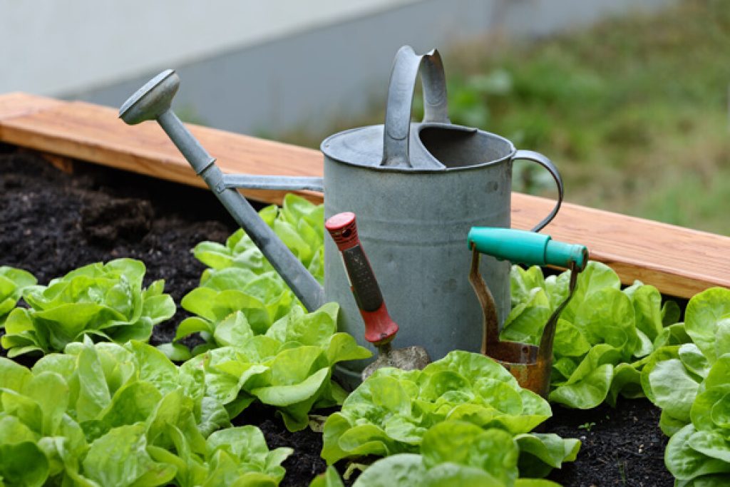 Agroekologia | Urtarrileko landaketak, frutarbolak, haziak eta erleak, besteak beste