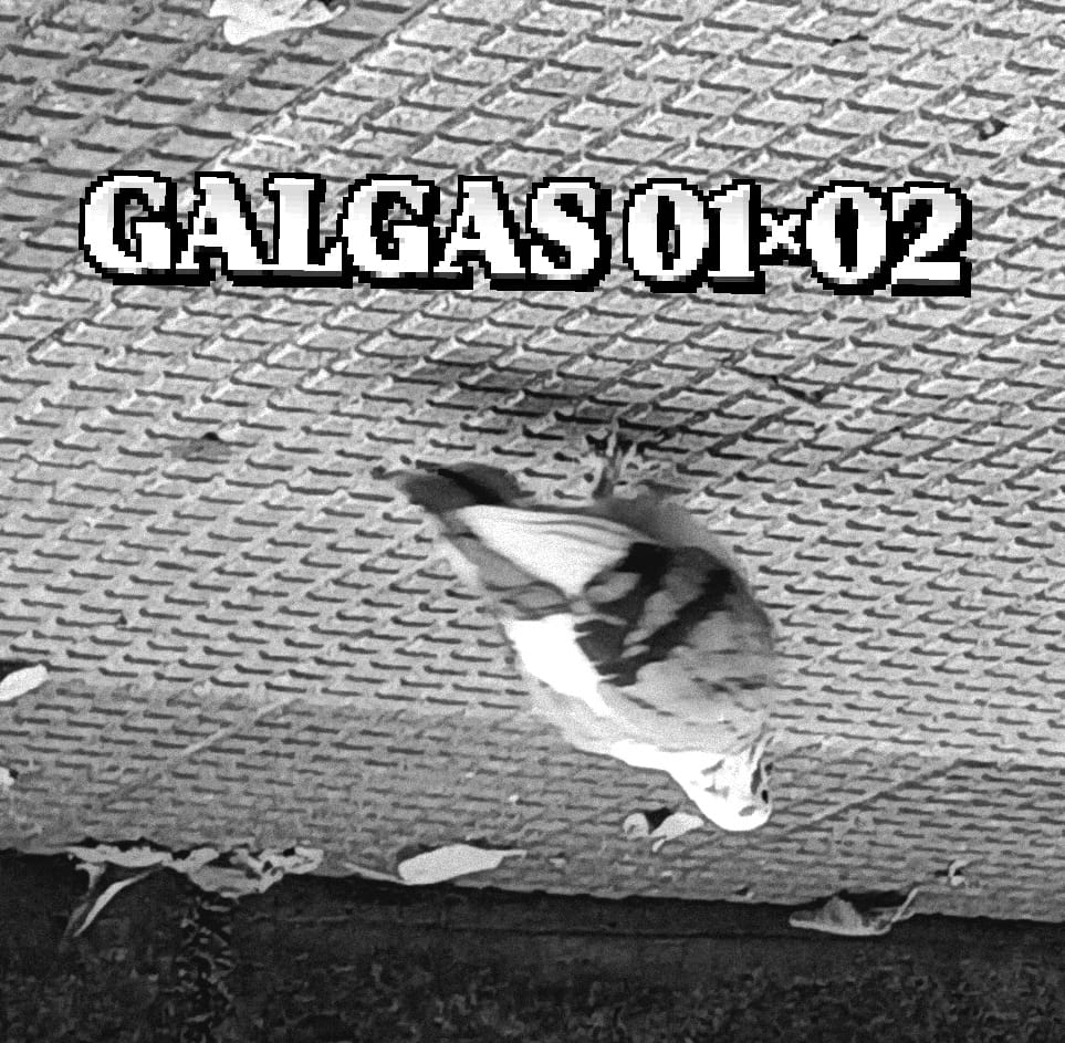 Galgas 02 – Vivi